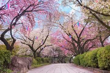 Path of the Asukayama Park overlooked by blooming Japanese cherry blossoms trees.