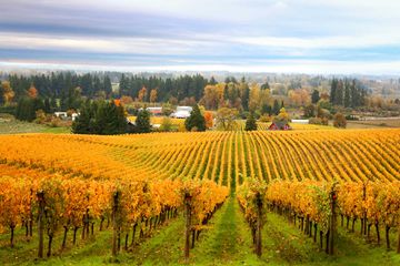 Autumn leaves in a vineyard in Oregon