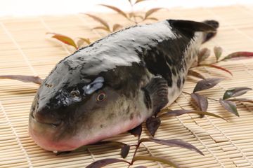 A fugu fish on a bamboo board
