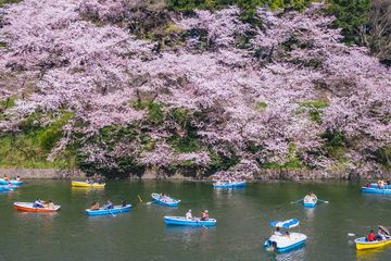 Cherry blossoms are seen in full bloom in Japan.