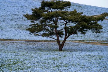 Nemophila fields in Japan
