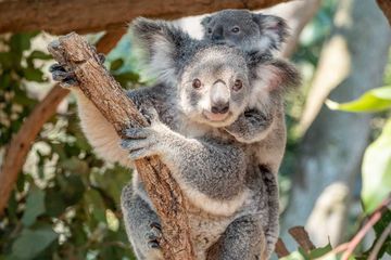Lone Pine Koala Sanctuary in Queensland, Australia
