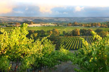 McLaren Vale in South Australia is a wine region beautiful vineyards.