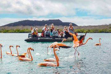 Boat of tourists watching a flock of flamingos in the water