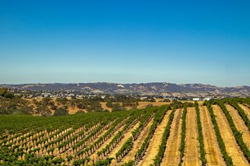 Rolling vineyards surround the city of Paso Robles, California.