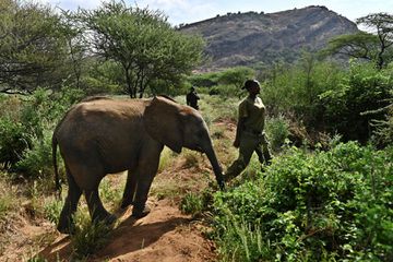 Naomi, one of the women elephant keepers, walks through a thicket with one of the orphan elephant calves in her care at Reteti Elephant Sanctuary in Namunyak Wildlife Conservancy, central Keny