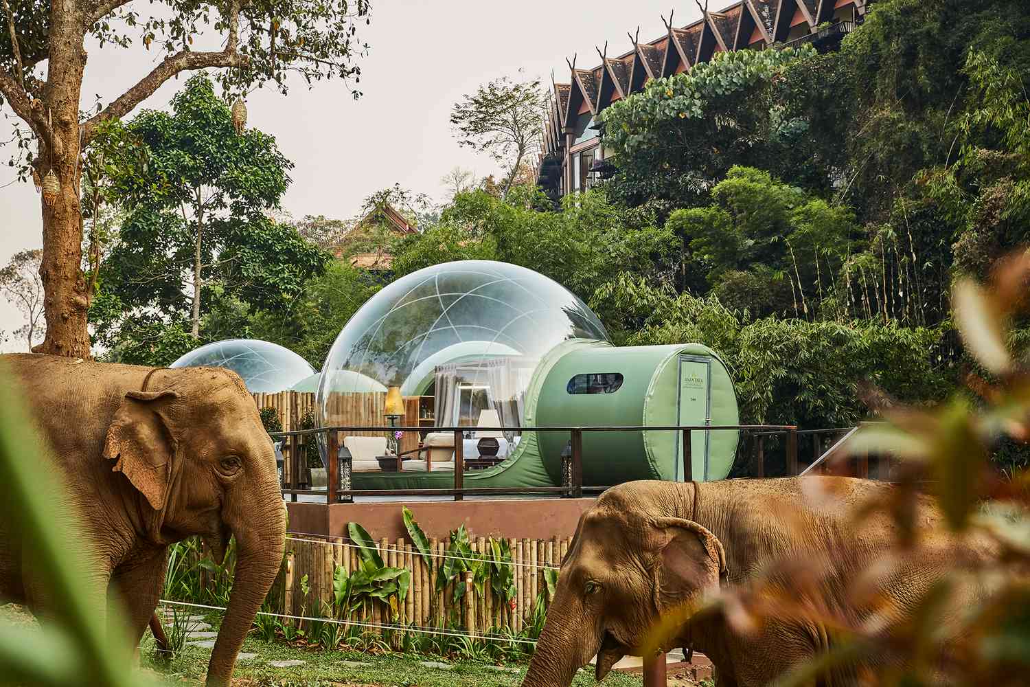 Jungle Bubble with elephants at Anantara Golden Triangle Elephant Camp and Resort