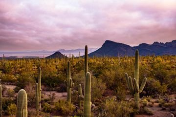 Cacti seen during sunset at Saguaro National Park in Arizona