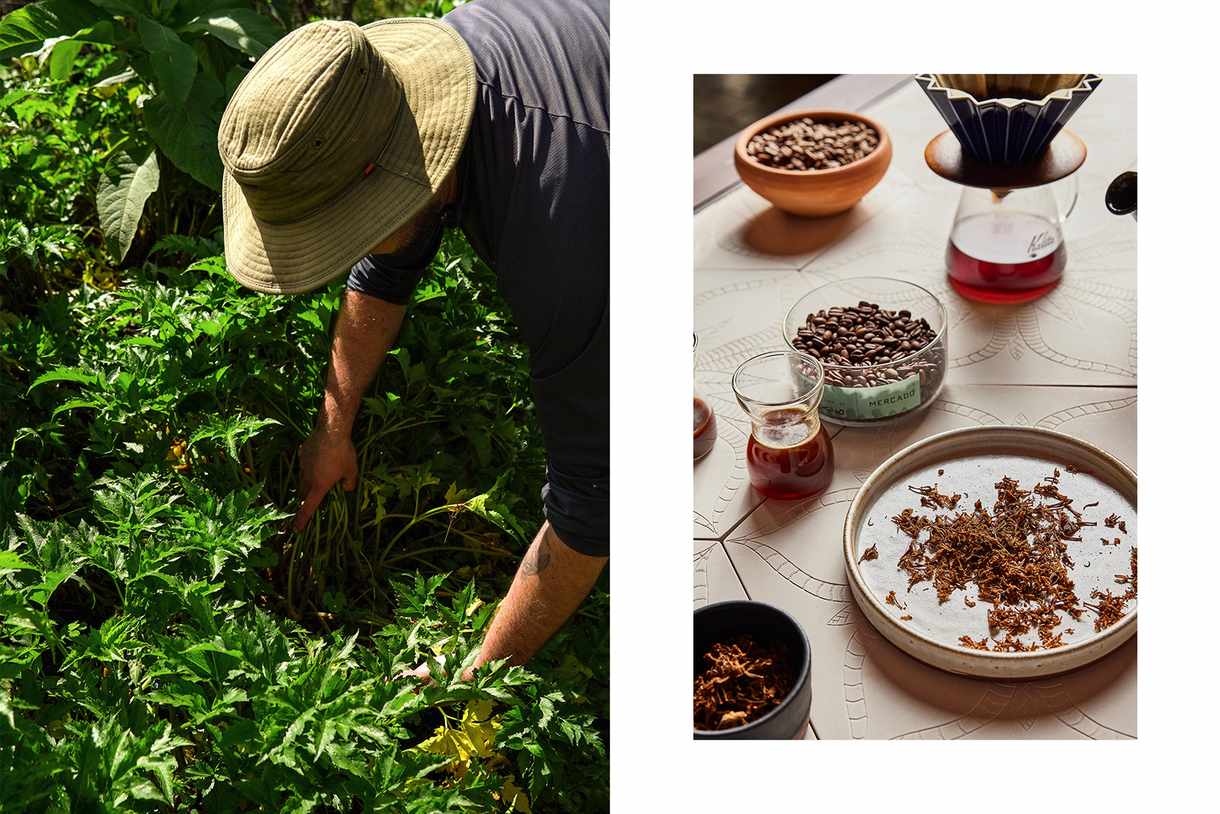 Pair of photos from Costa Rica, one showing a farmer harvest coffee beans, and one showing a coffee tasting.
