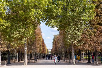 People walking by fall trees in Paris