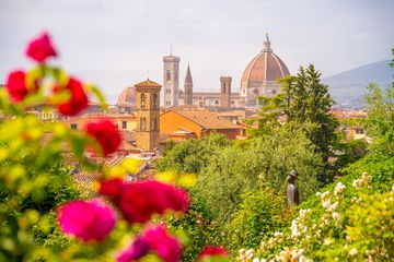 Roses in Florence, Tuscany