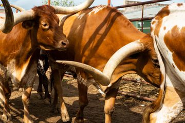 Longhorn cattle drive at the Stockyards in Fort Worth, Texas
