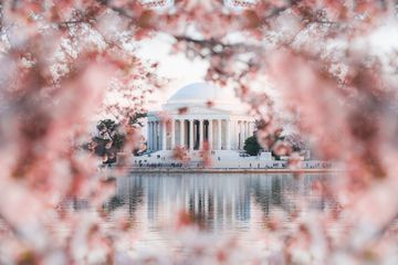 Cherry blossoms surrounding the Tidal Basin and Jefferson Memorial in DC