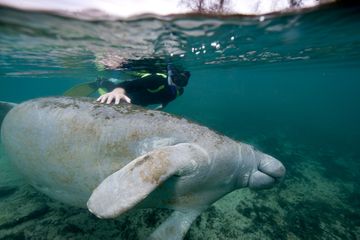 Snorkeler with a manatee in Crystal River, Florida