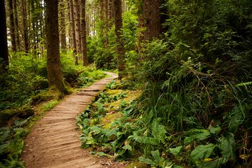 Hiking trail through Prairie Creek Redwoods State Park