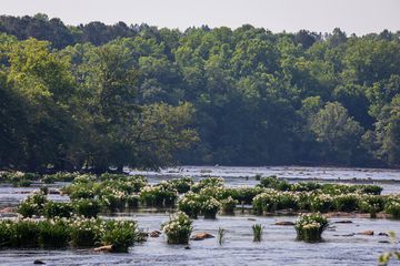 The Rocky Shoals Spider Lilies at Landsford Canal State Park