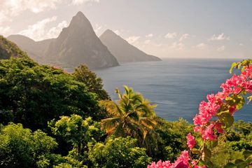 The World Heritage Twin Pitons are framed by sunlit flowers in the early morning on St. Lucia 