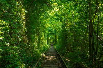 Scenic railway in the summer forest. Tunnel of love in Klevan, Ukraine