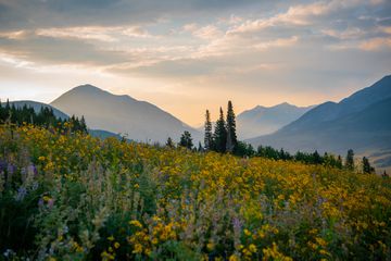 Wildflowers in Crested Butte, Colorado 
