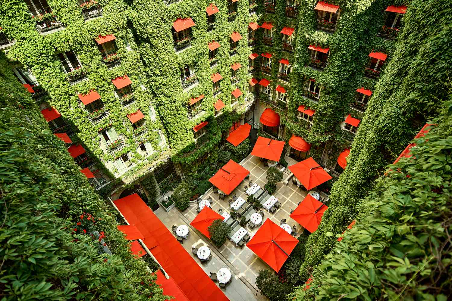 Ivy covered walls with view of outdoor dining at HÃ´tel Plaza AthÃ©nÃ©e