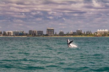 A humpback wale breeching water with the skyline of Mooloolaba, Queensland in the distance 