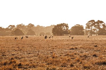Kangaroos in a field at sunset
