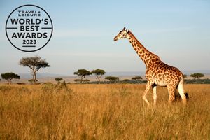 Giraffe walking through the Serengeti