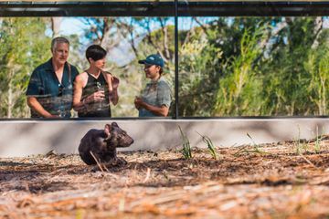 Three people observe a Tasmanian devil in an enclosure