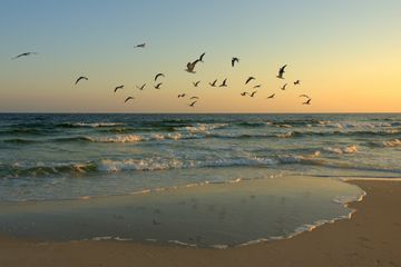 Gulls in flight at dawn. Dr. Julian G. Bruce Saint George Island State Park, Florida