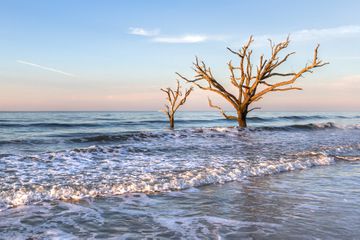 Two trees growing in sea, Edisto Island, South Carolina