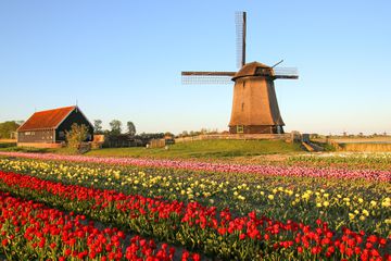 Tulip fields and a windmill in the Netherlands