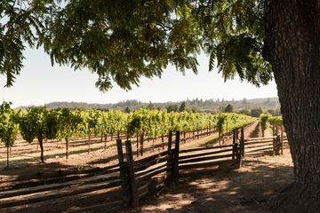 View of vineyard 
