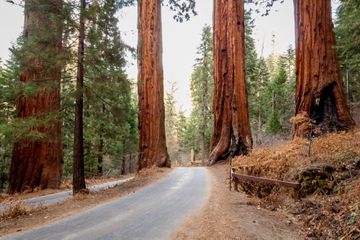 Towering sequoia trees in Seuqoia National Park near Visalia, California